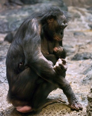 Bonobos IMGP4422a.jpg
