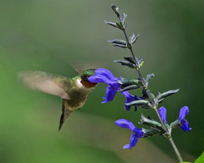 1st Male Ruby-throated Hummingbird 2009 IMGP5218.jpg