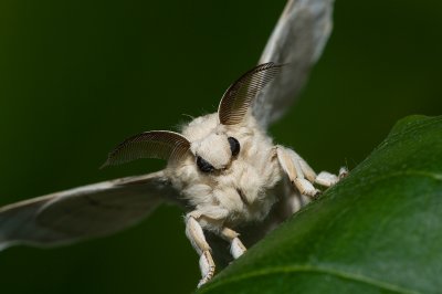 Silkworm Moth IMGP6375a.jpg