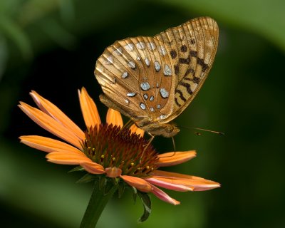 Great Spangled Fritillary on Echinacea