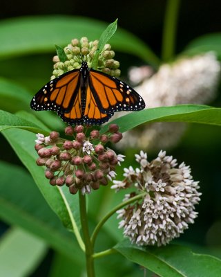 Monarch on Common Milkweed IMGP7176.jpg