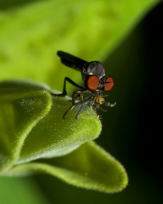 Robber Fly IMGP7269.jpg