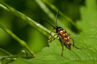 Banded Longhorn Beetle IMGP7339.jpg