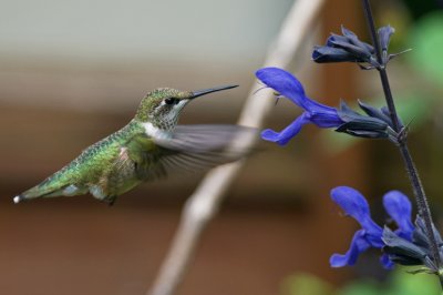 Salvia Guaranitica Black and Blue IMGP7634.jpg