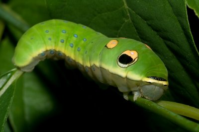 Spicebush swallowtail caterpillar IMGP7633.jpg
