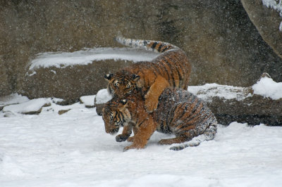 Tiger Cubs IMGP4534.jpg