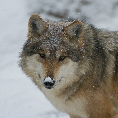 Mexican Wolf IMGP4405.jpg