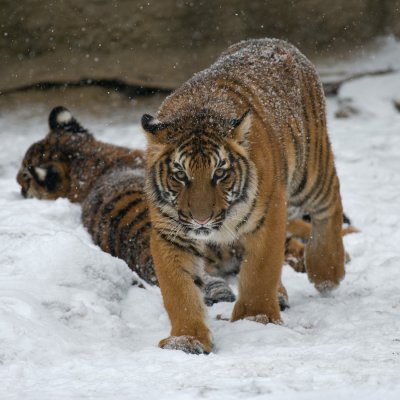 Tiger Cub IMGP4465.jpg