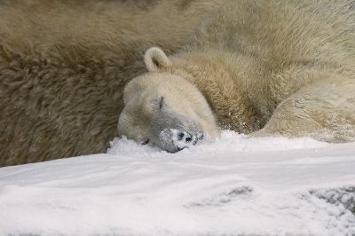 Polar Bear IMGP4420.jpg