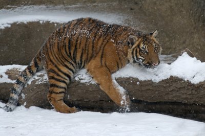 Tiger Cub Stalking IMGP4477.jpg