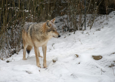 Mexican Wolf IMGP4386.jpg