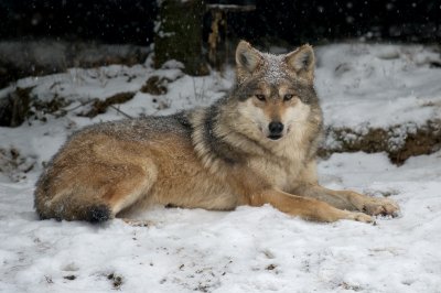 Mexican Wolf IMGP4389.jpg