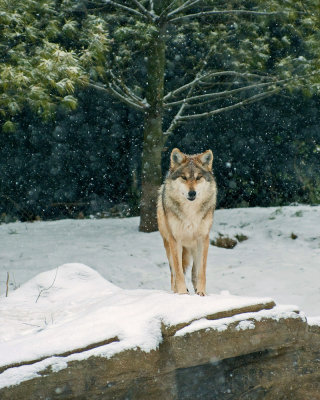 Mexican Wolf IMGP4367.jpg