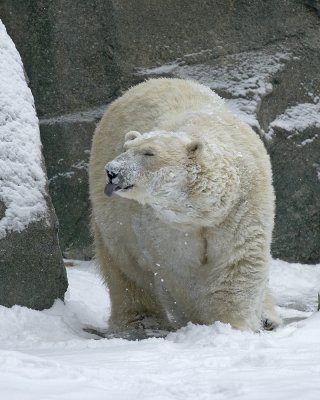 Polar Bear IMGP4443.jpg