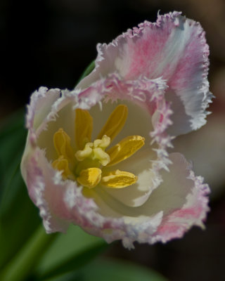 Tulip IMGP4736.jpg