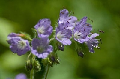 Wildflowers