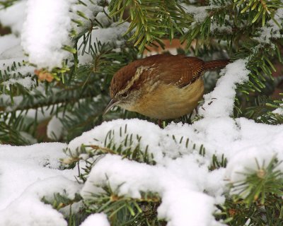 Carolina Wren IMGP0990.jpg