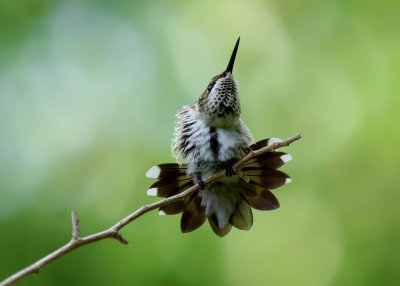 Juvenile Male Ruby-Throated Hummingbird IMGP0418.jpg