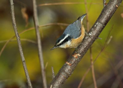 Red-Breasted Nuthatch IMGP2863.jpg