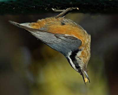 Red-Breasted Nuthatch IMGP2872.jpg