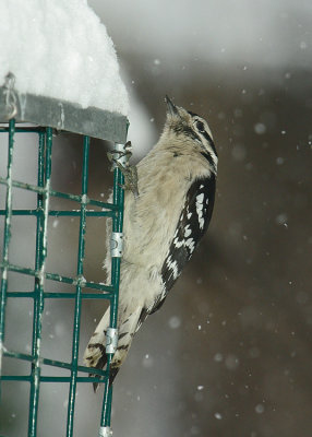 Woodpeckers