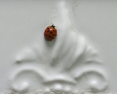 Ladybug IMGP0799.jpg