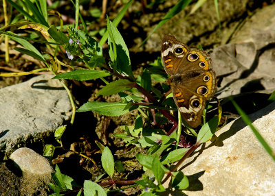 Buckeye IMGP2723.jpg