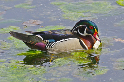 Wood Duck IMGP1306.jpg