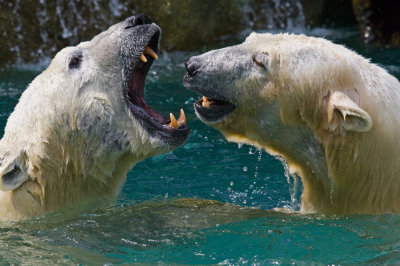 Polar Bears IMGP1402.jpg
