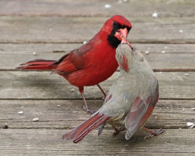 Cardinal Courtship IMGP1546.jpg