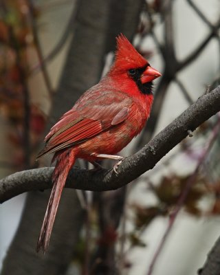 Cardinals