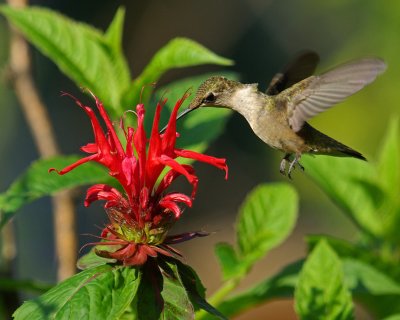 Monarda