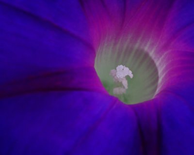 Morning Glory IMGP1716.jpg