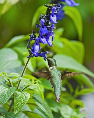 Salvia Guaranitica IMGP2150.jpg