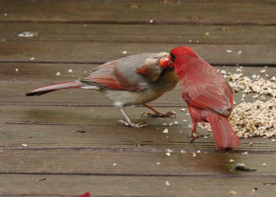 Cardinals IMGP2208.jpg