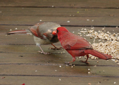 Cardinals IMGP2202.jpg