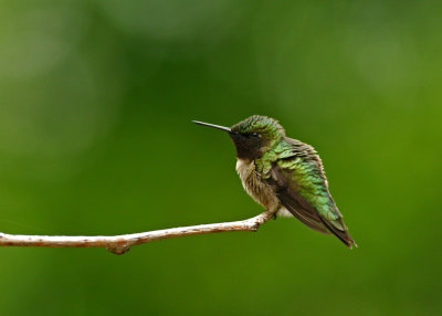 Male Ruby Throated Hummingbird IMGP2319.jpg