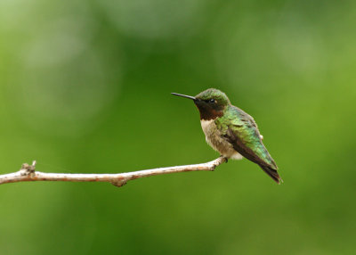 Male Ruby-Throated Hummingbird IMGP2321.jpg