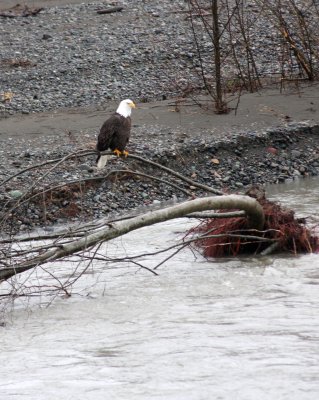 Bald Eagles - Deming, WA