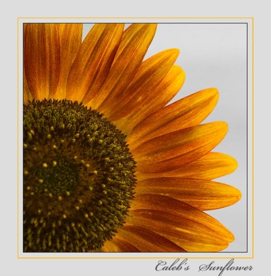 Caleb's Sunflower