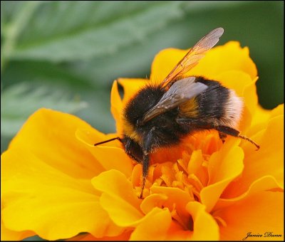 Bumble Bee on the Marigold