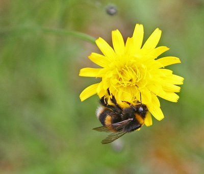 Rotoiti Bumble Bee