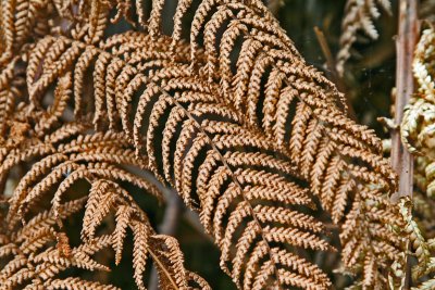 Ferns of New Zealand