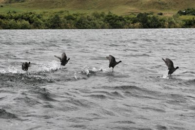 Coots flying on Rotoiti