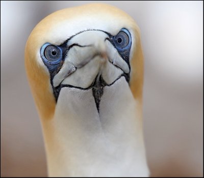 Cross-eyed Gannet