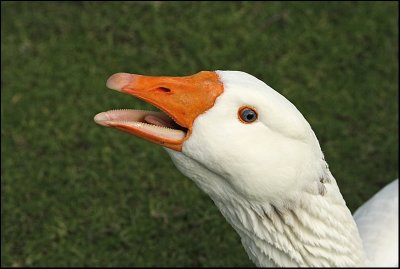 Goose