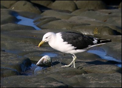 Black Backed Gull and fish-head