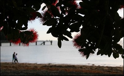 Pohutukawas at Murrays Bay