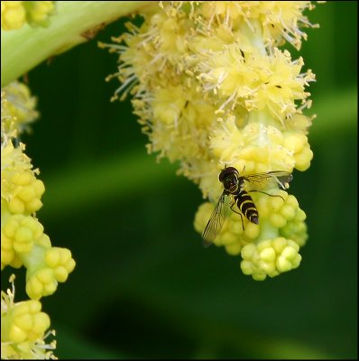 Hoverfly