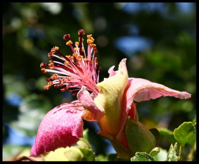 Phillip Island Hibiscus, Hibiscus insularis